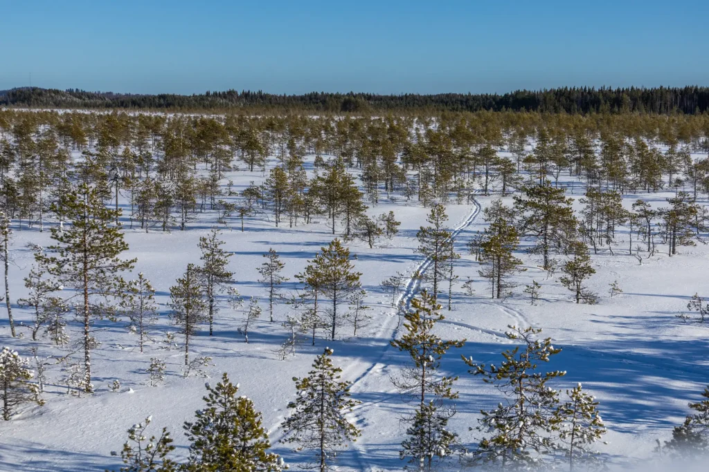 Näkymä suolle Kirveslammen lintutornista Leivonmäen kansallispuistossa