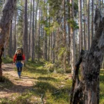 Mies vaeltaa Pyhä-Häkin kansallispuistossa aruinkoisena päivänä