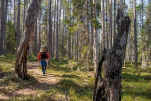 Mies vaeltaa Pyhä-Häkin kansallispuistossa aruinkoisena päivänä