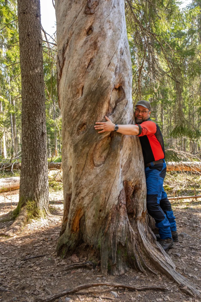 Mies halaa puuta